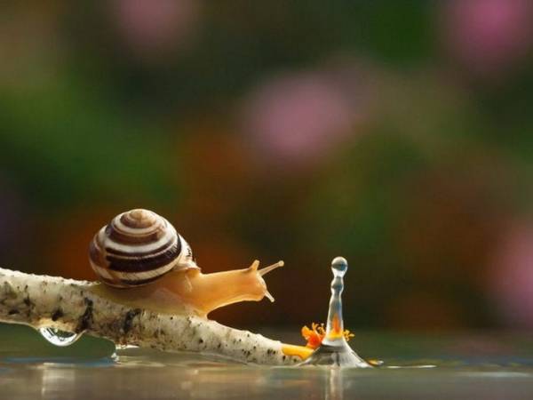 In 2026, I’m Leaving Everything Behind to Become a&nbsp;Snail